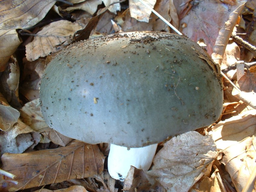 russule da confermare